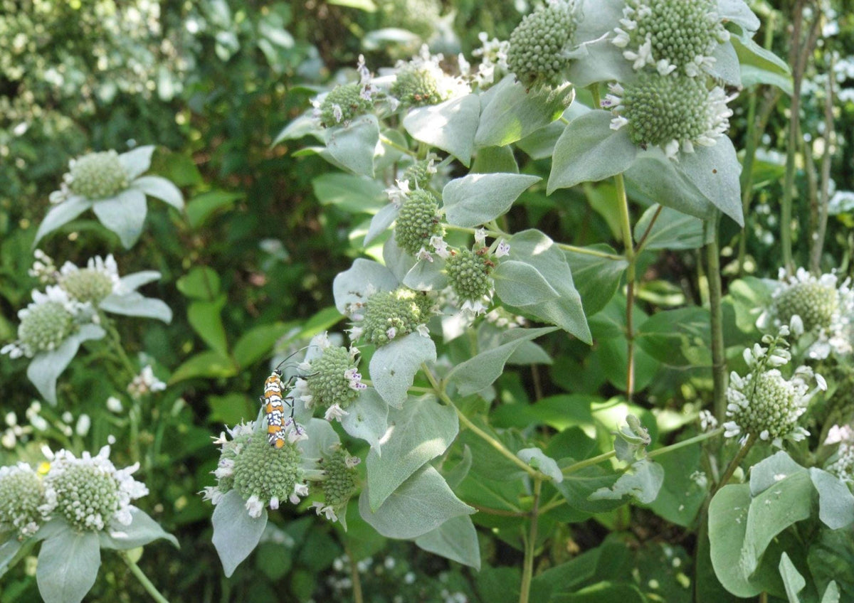 Mountain Mint Herb Seeds – Heirloom Aromatic Perennial for Pollinator Gardens, Herbal Tea & Natural Remedies