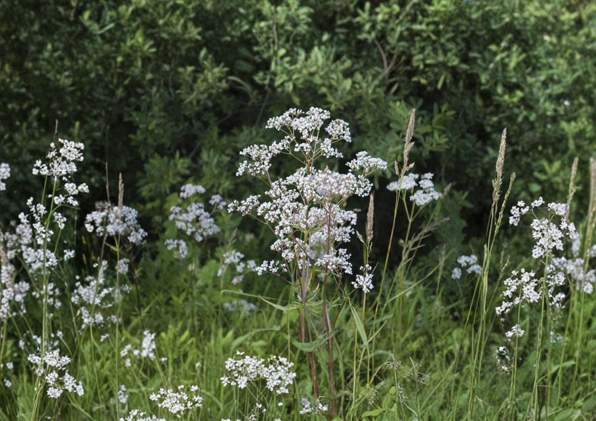 Anise Herb Seeds – 100 Heirloom Aromatic Seeds for Licorice Flavor, Garden Growing, Pimpinella anisum