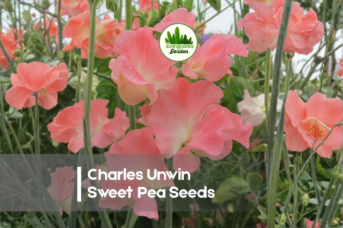 50+ Charles Unwin Sweet Pea Seeds, Pink Fragrant Climbing Vine, Lathyrus odoratus, Heirloom Garden Flower Seeds