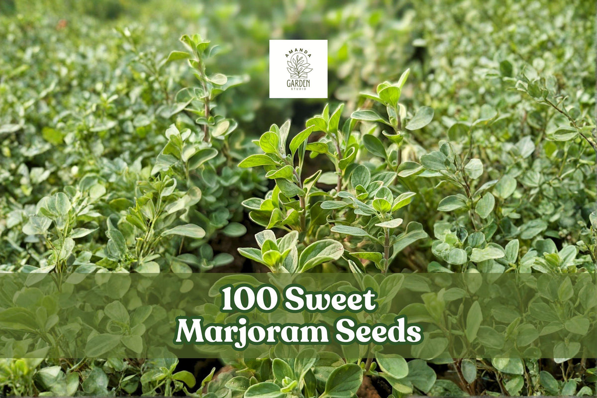 100 Sweet Marjoram Seeds – Origanum Majorana Culinary Herb for Garden & Containers, Pollinator-Friendly Plant