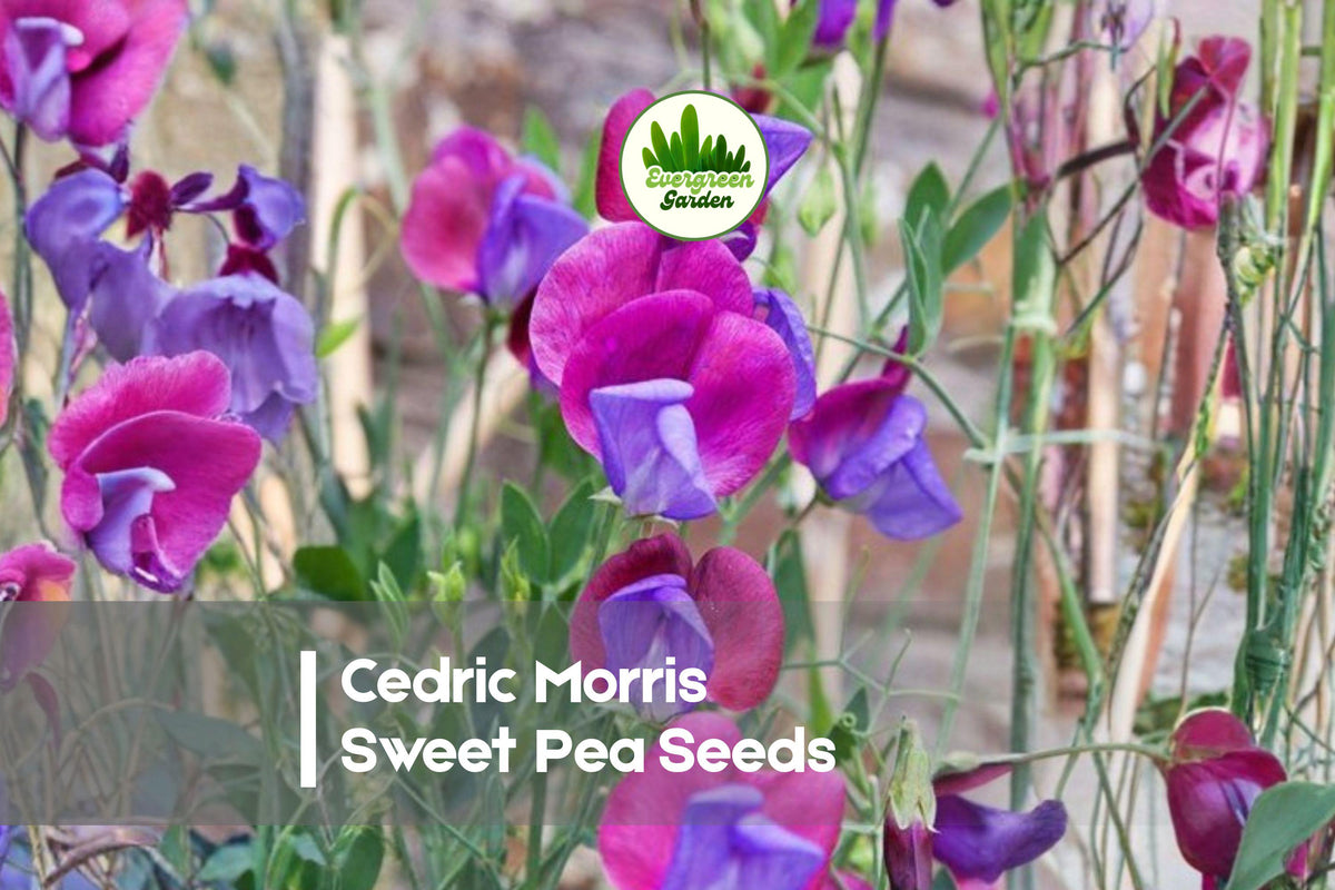 Cedric Morris Sweet Pea Seeds, Soft Pink Fragrant Blooms, Climbing Annual Vine, Lathyrus odoratus, Cottage Garden, Cut Flowers