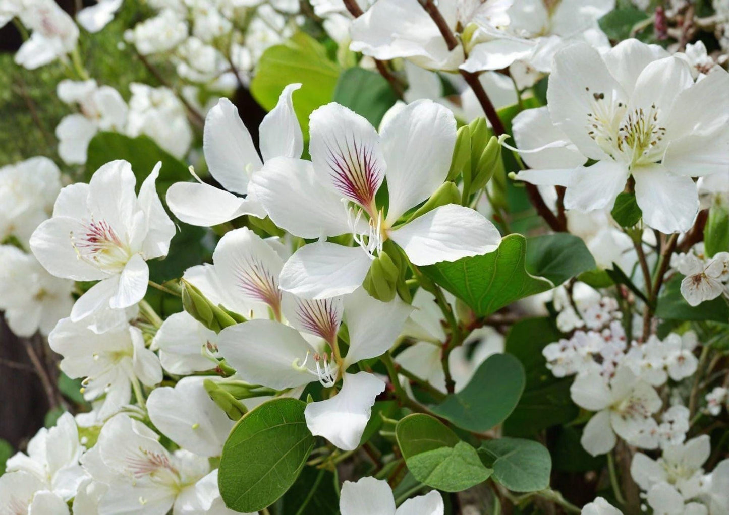 Bauhinia Alba Seeds – 10 Orchid Tree Seeds for White Butterfly Blooms, Tropical Garden Plant, Ornamental Flowering Tree