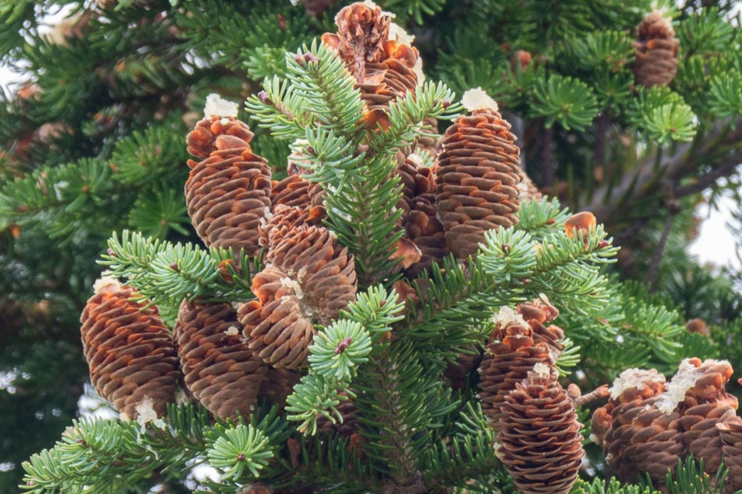 Balsam Fir Seeds – Evergreen Conifer Tree for Garden Planting – Abies balsamea, Fragrant, Cold-Hardy, Landscape, Wildlife