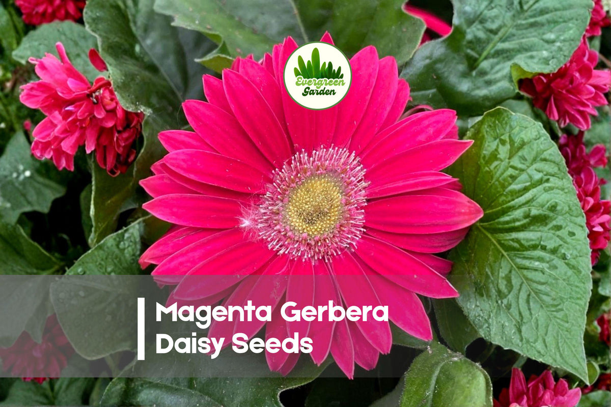 200 Magenta Gerbera Daisy Seeds | Bright Colorful Blooms | Gerbera jamesonii | Garden, Pots, Cut Flowers