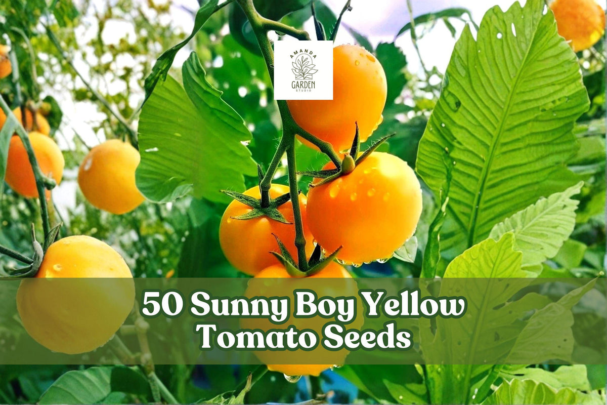 50 Sunny Boy Yellow Tomato Seeds – Solanum lycopersicum, Bright Yellow Fruit, Warm-Season Vegetable, Garden & Container Planting