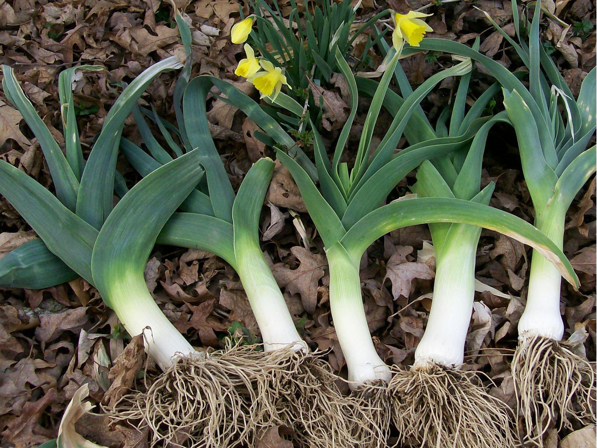 American Flag Leek Seeds – Heirloom, Non-GMO, Cold Hardy, Mild Onion Flavor, Allium ampeloprasum