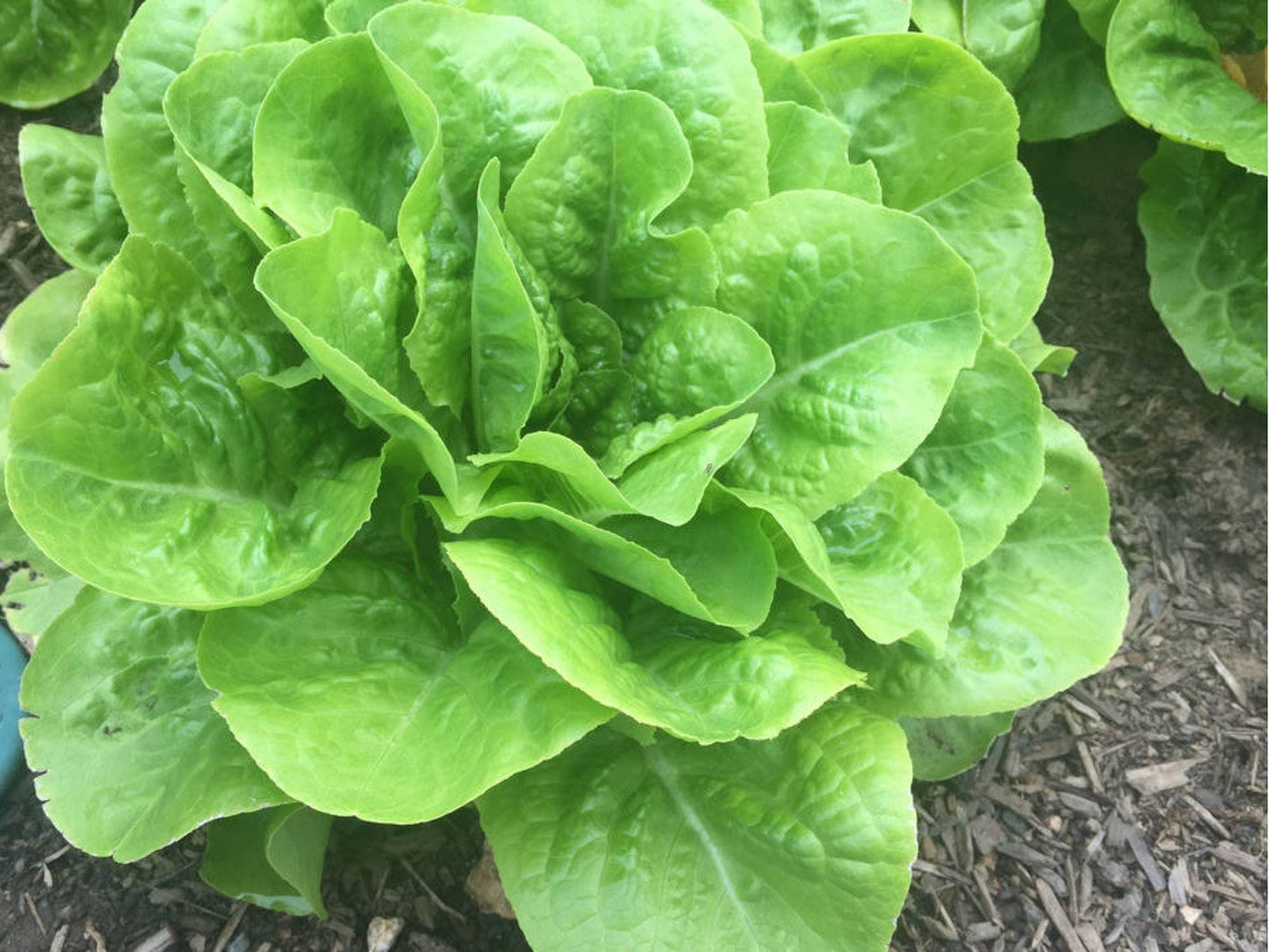 Buttercrunch Lettuce Seeds – Heirloom Non-GMO Butterhead, Crisp, Heat-Tolerant Lactuca sativa, 1000 Seeds