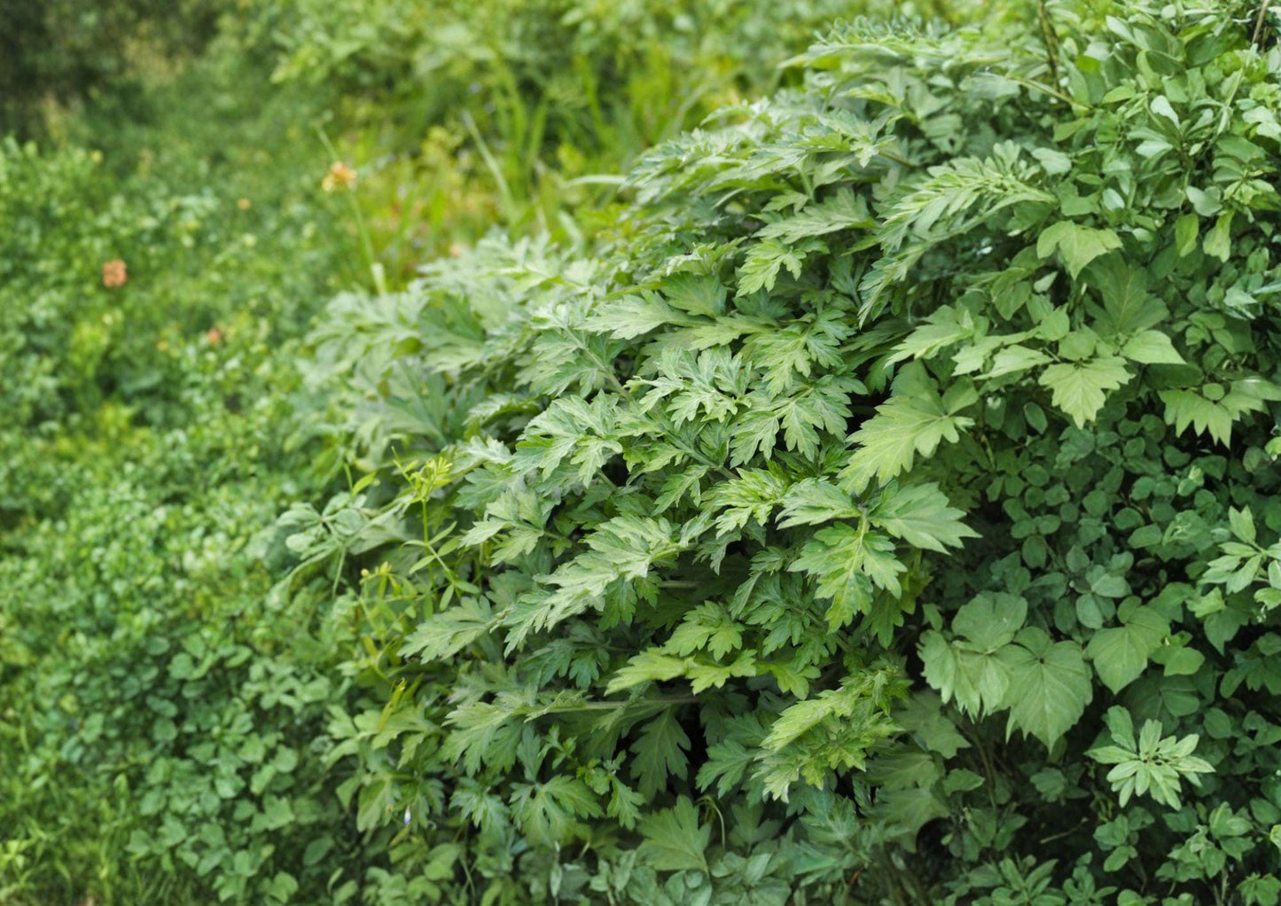 Japanese Mugwort Seeds – Heirloom Perennial Yomogi Herb for Culinary & Herbal Use, Aromatic Green Leaves, Pollinator Friendly