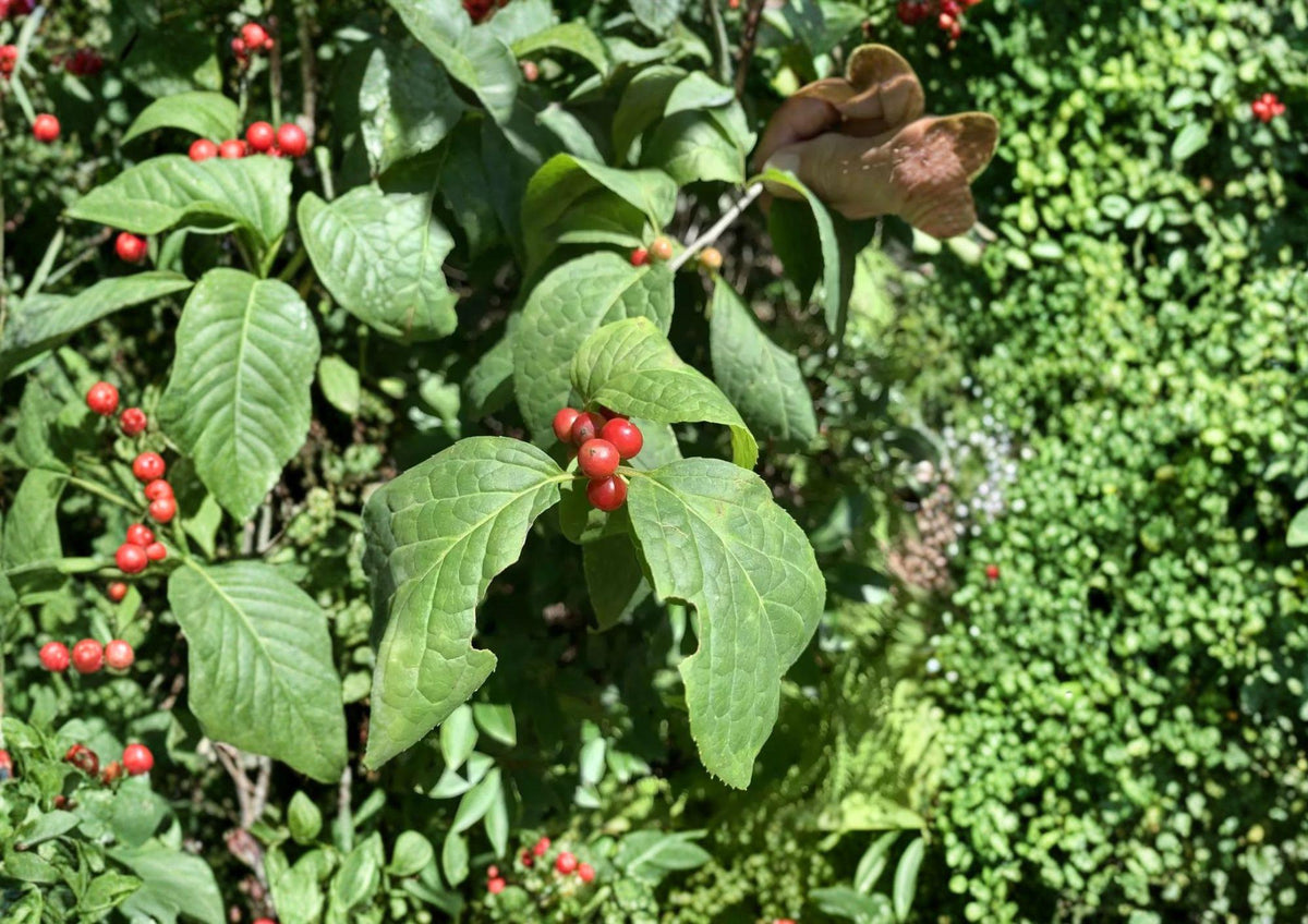 Ilex Montana Seeds – 25 Native Mountain Holly Tree Seeds for Wildlife Gardens, Evergreen Shrub, Native Plant Collection
