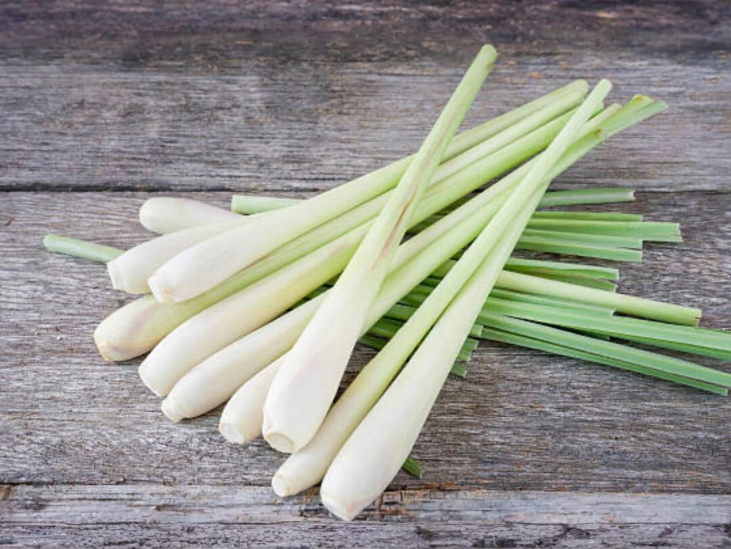 Evergreen Bunching Onion Seeds – Heirloom Scallions, Cold Hardy Green Onion Seeds for Garden, 50 Seeds