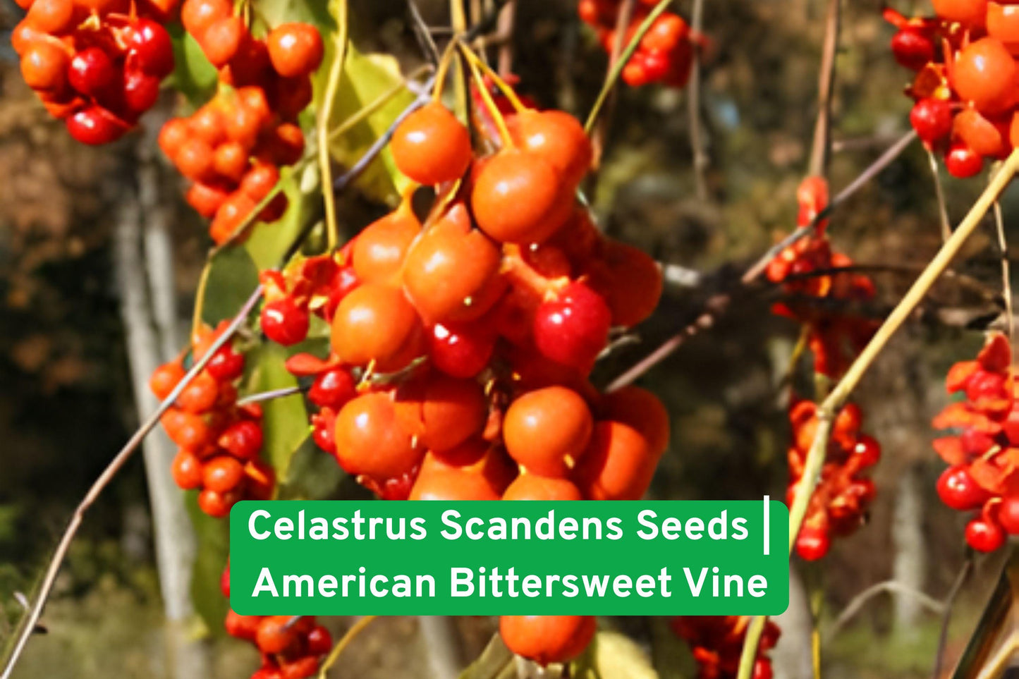 Celastrus scandens Seeds | American Bittersweet Native Climbing Vine with Orange-Red Berries for Wildlife Gardens