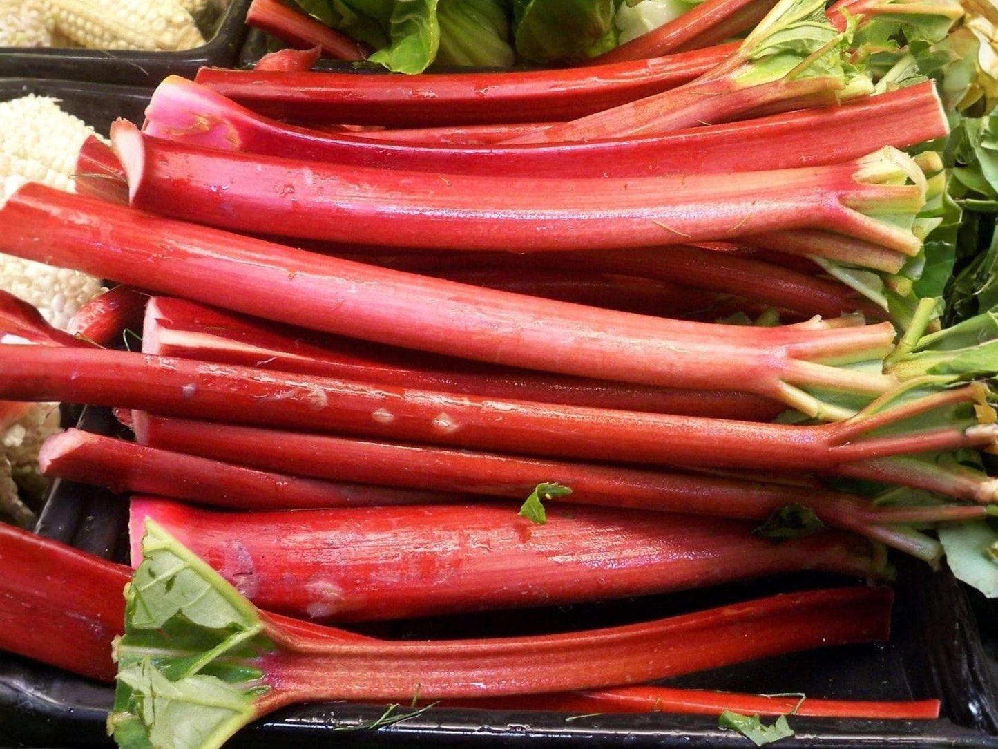 Victoria Rhubarb Seeds – Heirloom Perennial Vegetable for Pies, Jams, and Baking | Hardy Garden Plant