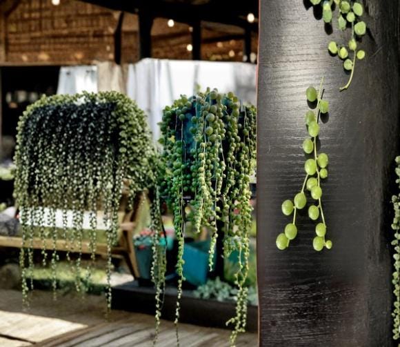 String of Pearls Unrooted Cuttings - 10 Pieces, 4-5" Trailing Succulent Senecio rowleyanus for Hanging Baskets and Containers