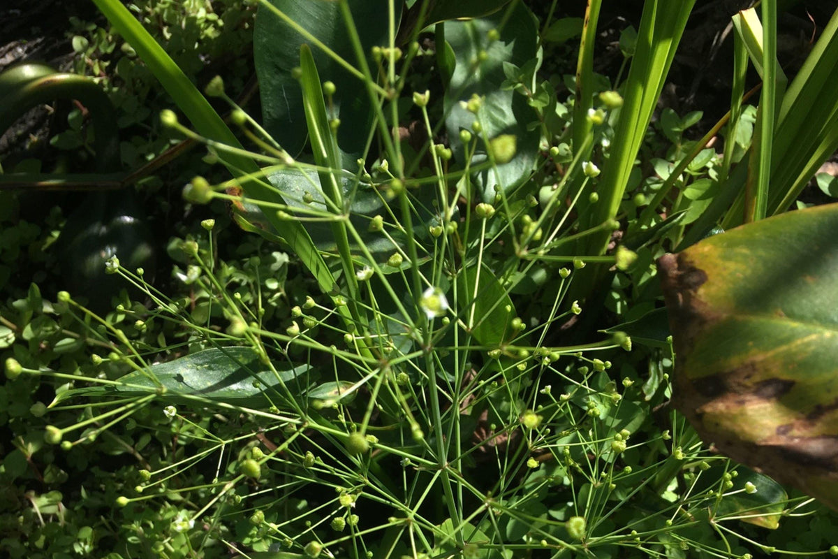 Alisma Subcordatum Mud Plantain Seeds – Native Aquatic Pond Plant for Water Gardens, Wetlands, Restoration (500 Seeds)