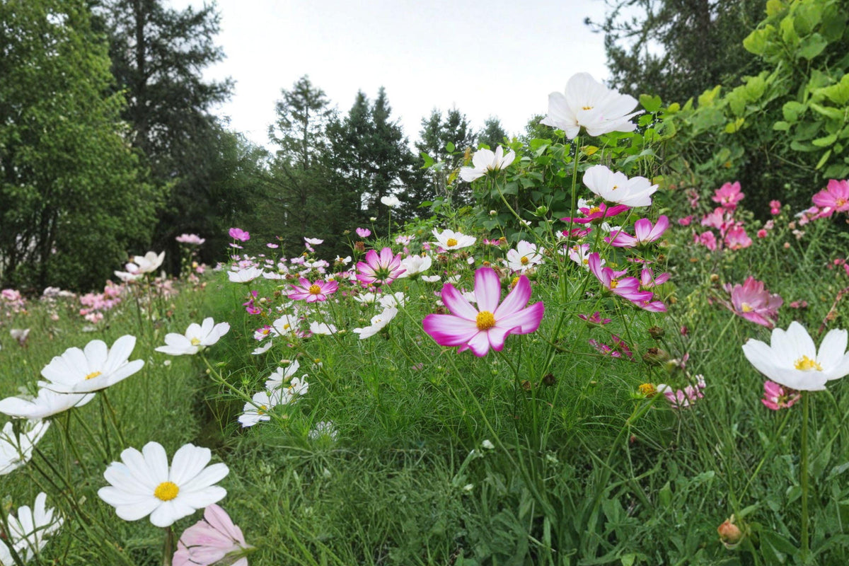 Cosmos Picotee Seeds – Bicolor Annual Flower for Garden Borders, Cut Flowers, Pollinator Attractant, Vibrant White-Edged Blooms