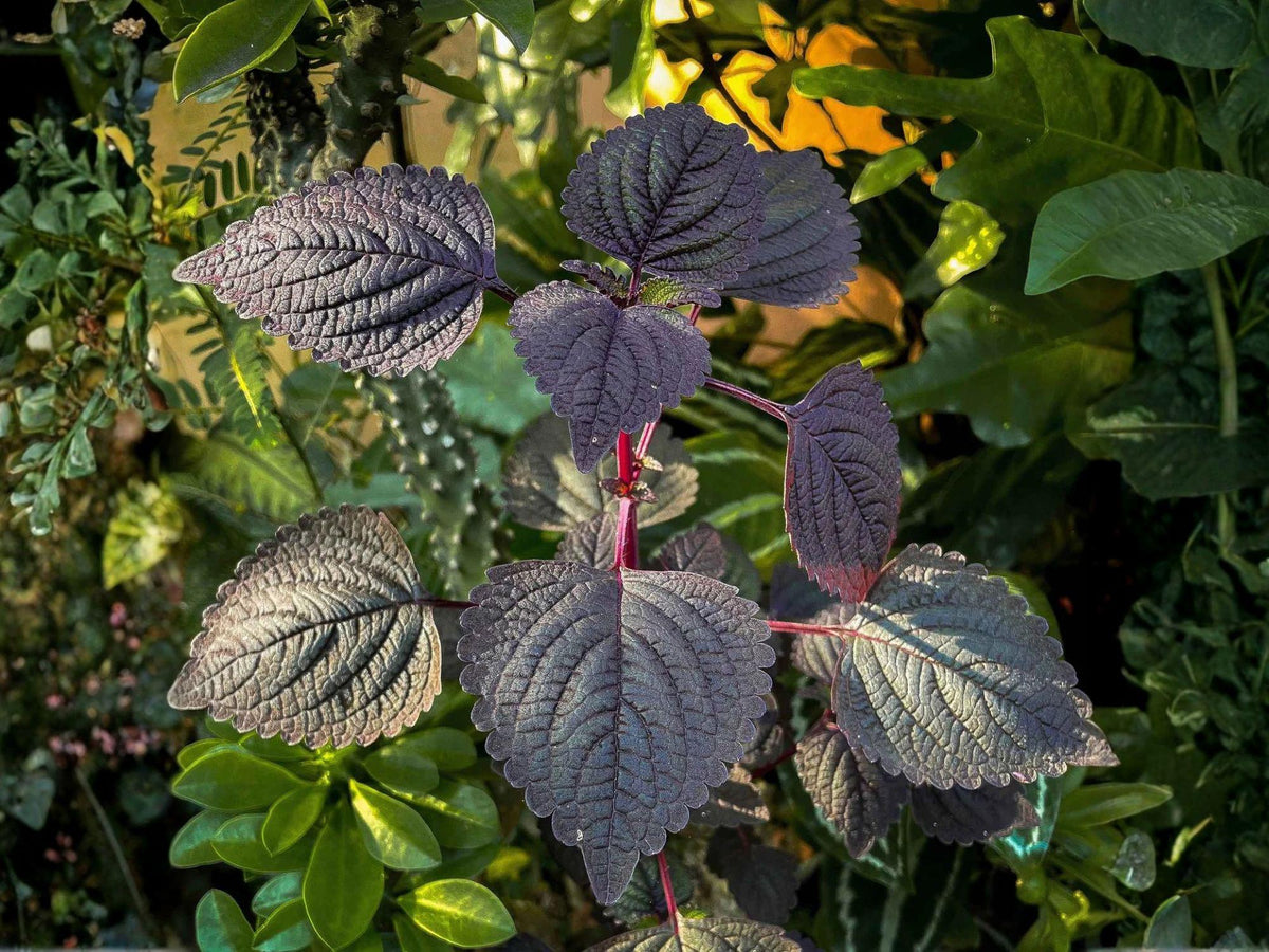 Jeok Ssam Ip Perilla Seeds – 500 Red Shiso Herb Seeds for Korean Cuisine, Edible Ornamental, Aromatic, Annual Plant
