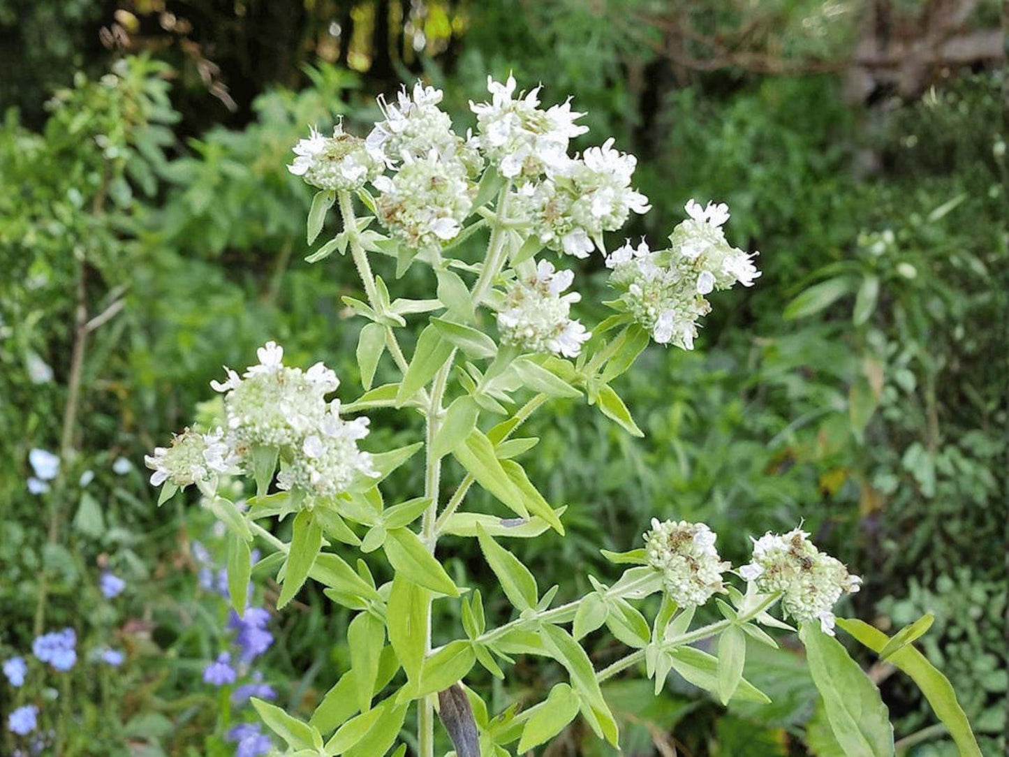 Mountain Mint Seeds – Perennial Herb for Tea, Pollinator Garden, Native Plant, Aromatic Foliage, 100 Seeds