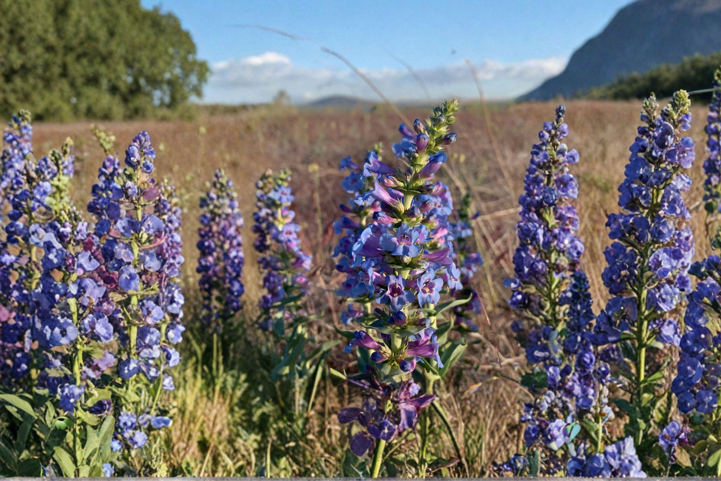 Penstemon Acuminatus Seeds – 50 Native Wildflower for Pollinator Gardens, Rock Gardens & Drought Tolerant Landscapes