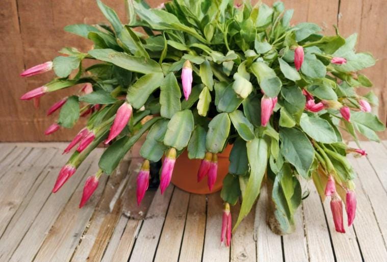 True Christmas Cactus Cuttings – Schlumbergera × buckleyi Heirloom Magenta Blooms, Epiphytic Houseplant, Late December Flowers