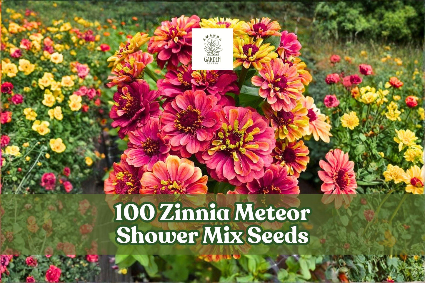 Zinnia Meteor Shower Mix Seeds – Colorful Annual Flowers for Garden Beds & Cut Flowers – Zinnia elegans