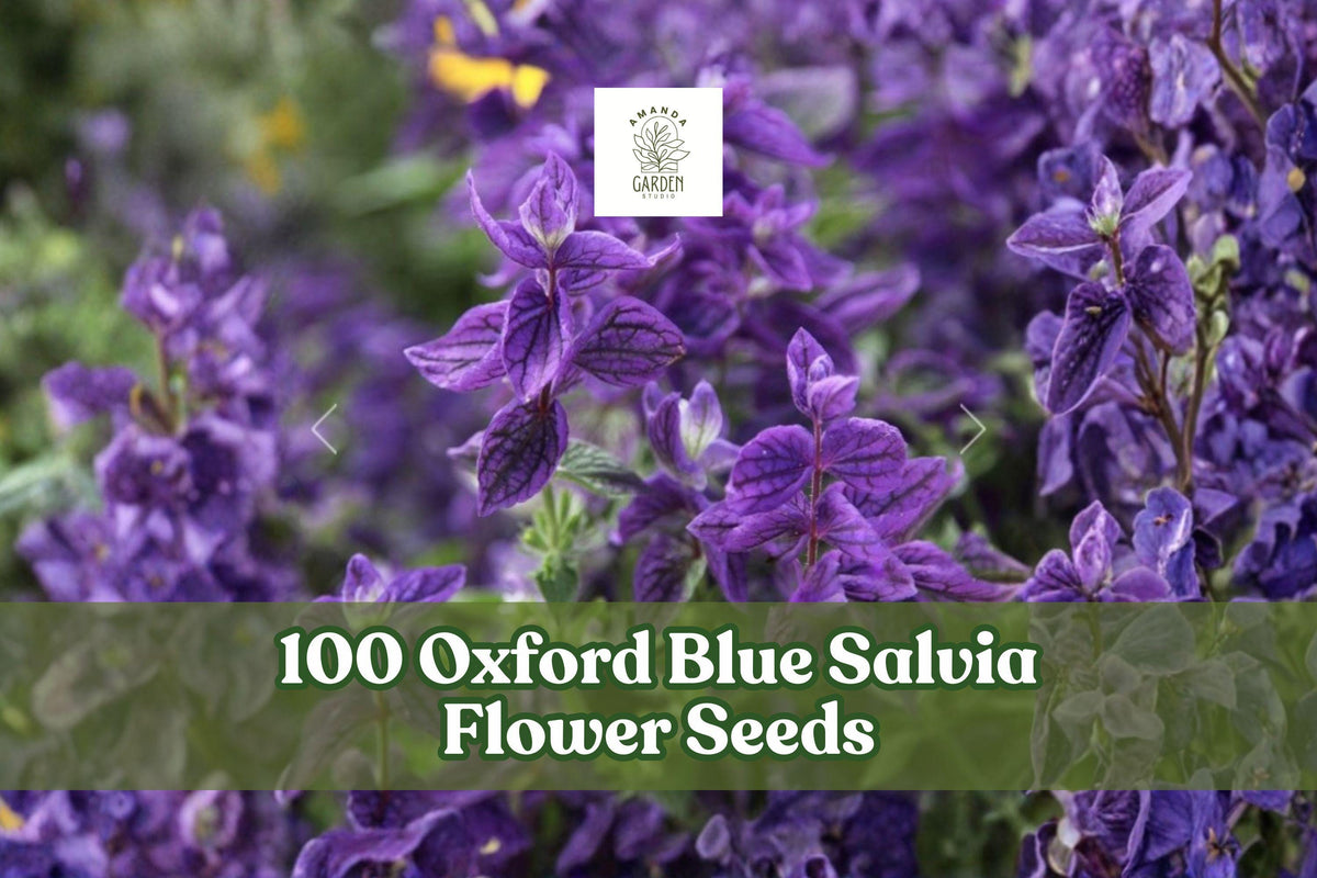 Oxford Blue Salvia Seeds – 100 Deep Blue Flower Seeds for Garden, Cut Flowers, Pollinator-Friendly, Salvia viridis