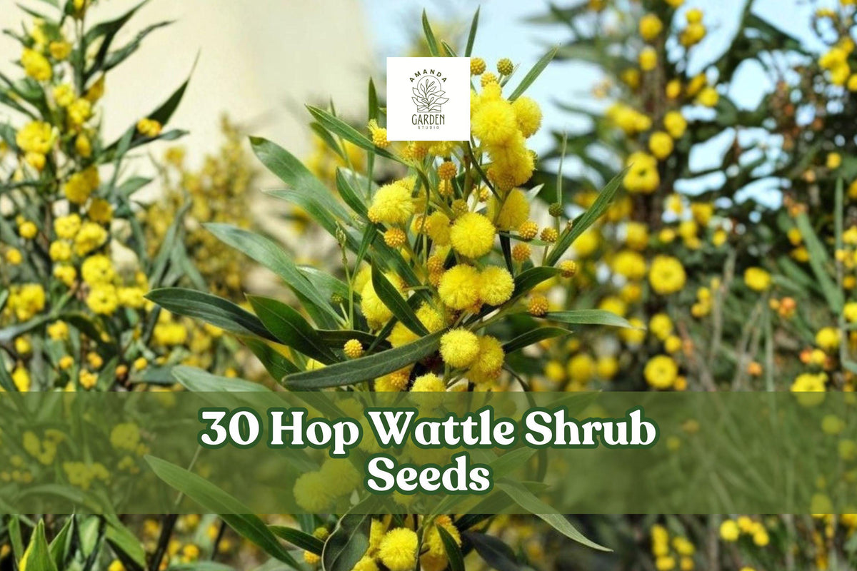 Hop Wattle Shrub Seeds – Acacia stricta, Ornamental Bush for Garden & Landscape Planting, Fine Foliage
