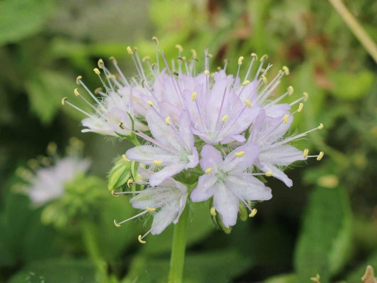 Hydrophyllum virginianum Seeds – Virginia Waterleaf Native Shade Wildflower – 10 Seeds for Woodland Gardens