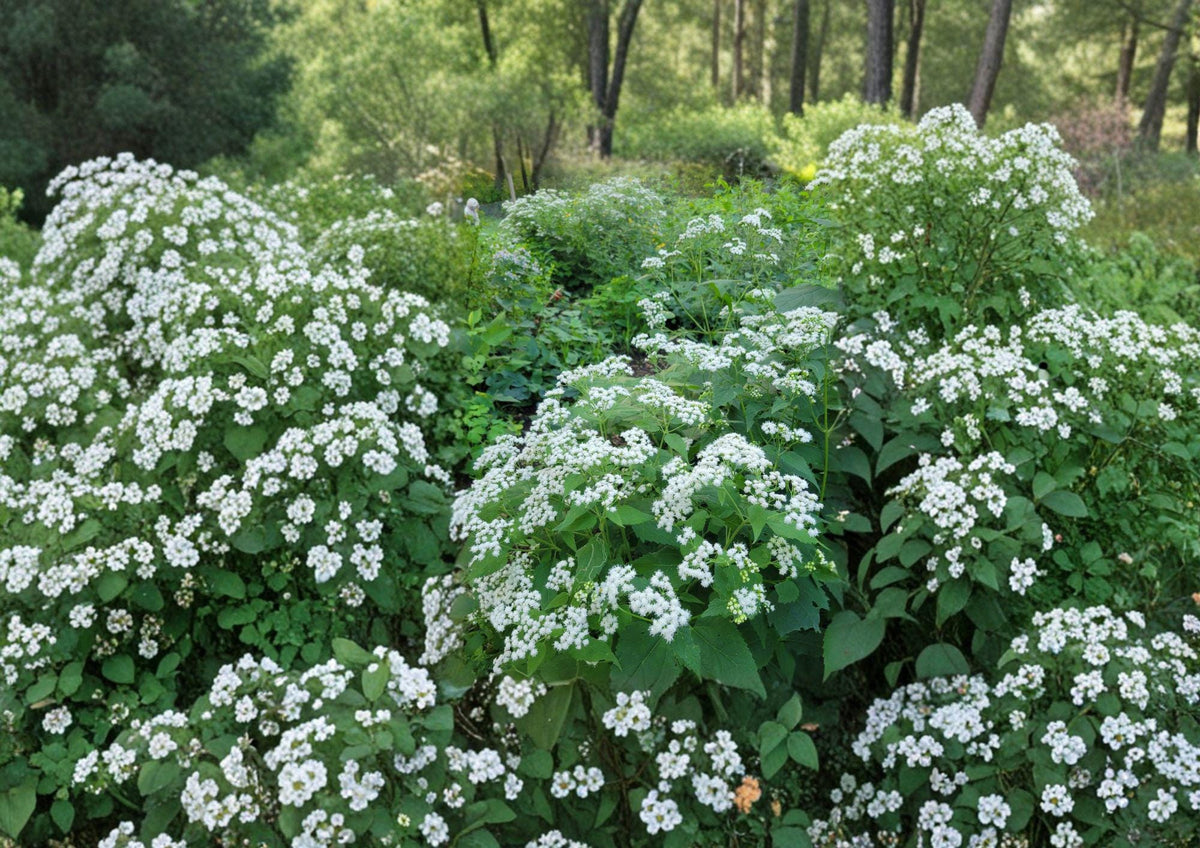 Ageratina altissima White Snakeroot Seeds – Native Perennial Wildflower for Shade Gardens, Pollinator Friendly, 500 Seeds