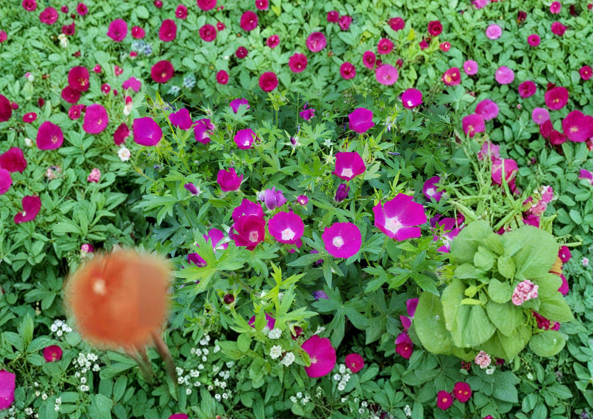 Callirhoe involucrata Purple Poppy Mallow Seeds – Drought Tolerant Native Perennial Ground Cover, Magenta Wildflower, Trailing Plant