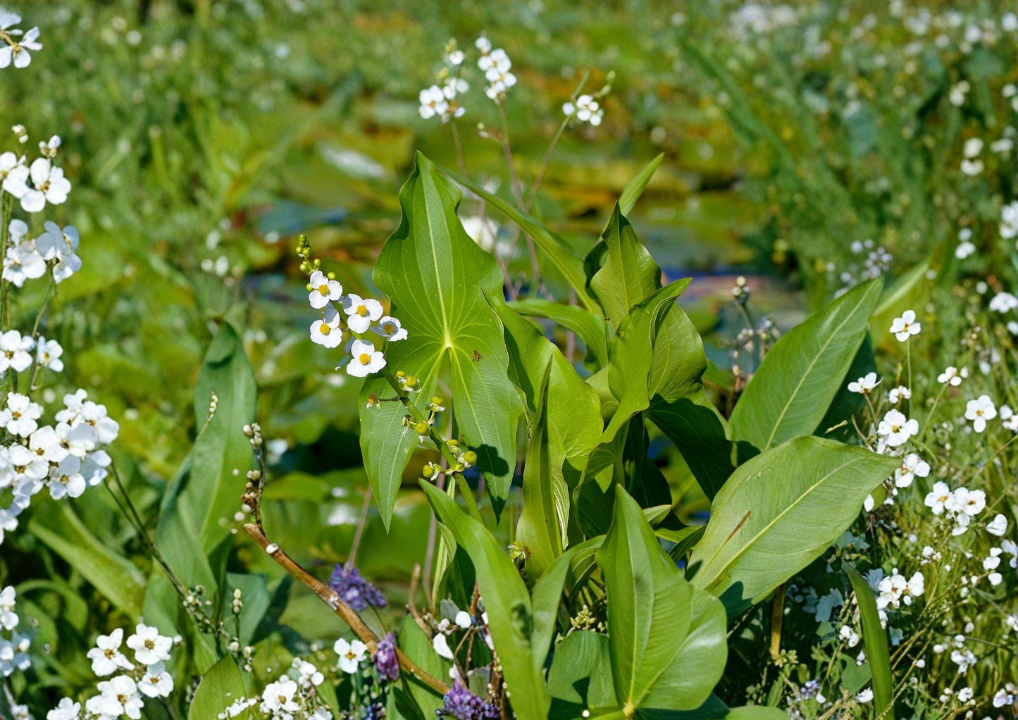 Common Arrowhead Seeds - Native Aquatic Wetland Plant, Duck Potato, Sagittaria latifolia, 100 Seeds