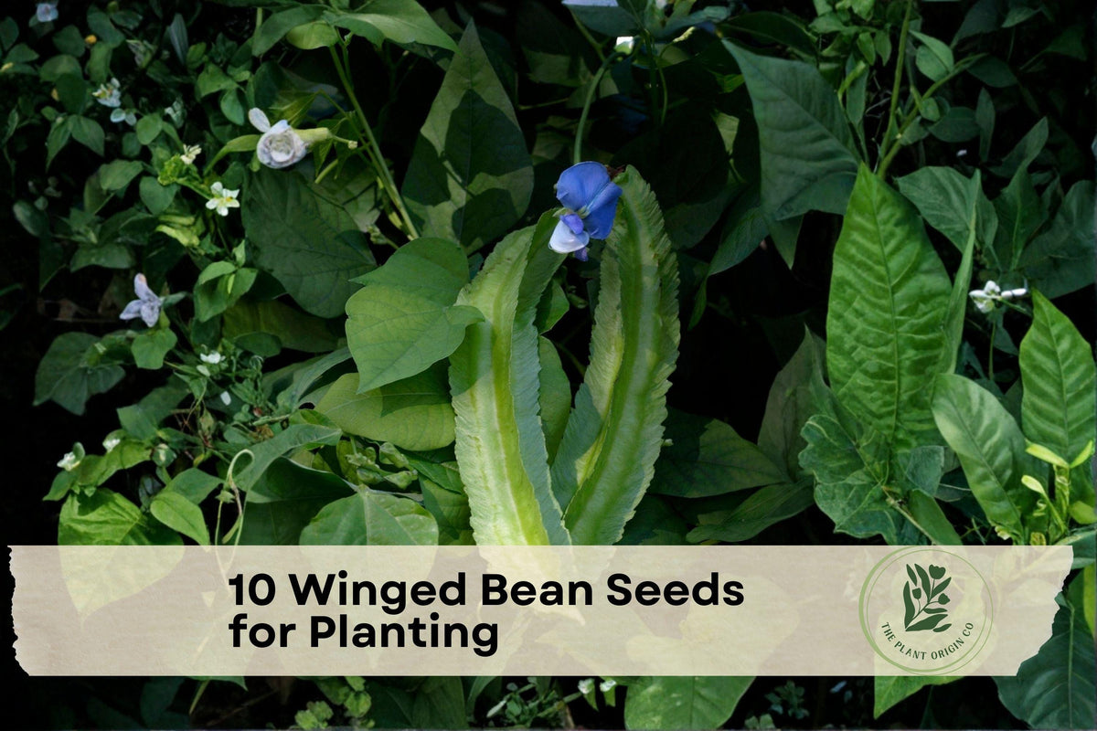 Winged Bean Seeds for Planting – Psophocarpus tetragonolobus, Tropical Climbing Vegetable, Vining, Four-Winged Pods
