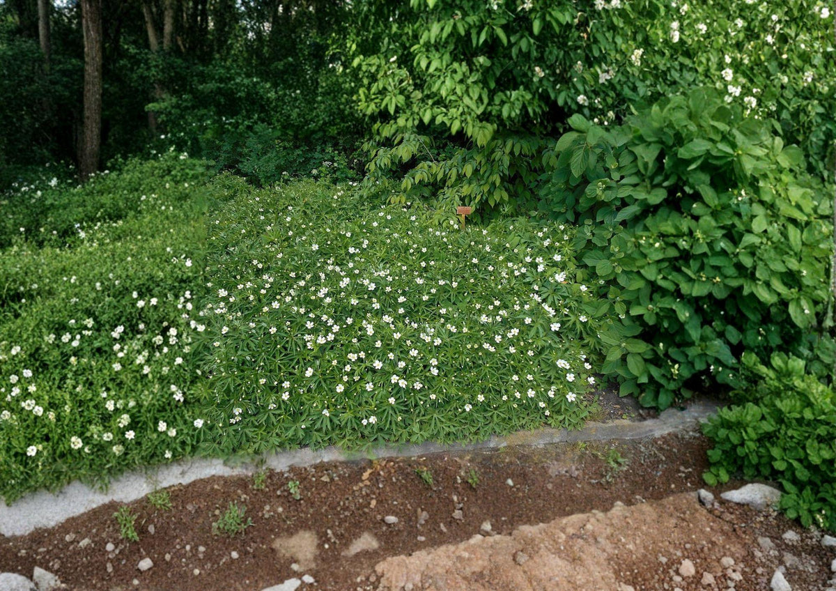 Canada Anemone Seeds - Native White Wildflower, Hardy Ground Cover, Anemone canadensis, Pollinator Friendly, 100 Seeds