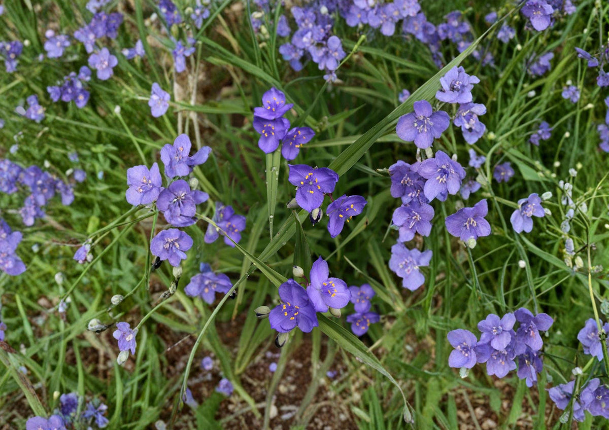 Prairie Spiderwort Seeds - Tradescantia bracteata, Native Wildflower, Blue Purple Flowers, Pollinator Friendly, 150 Seeds