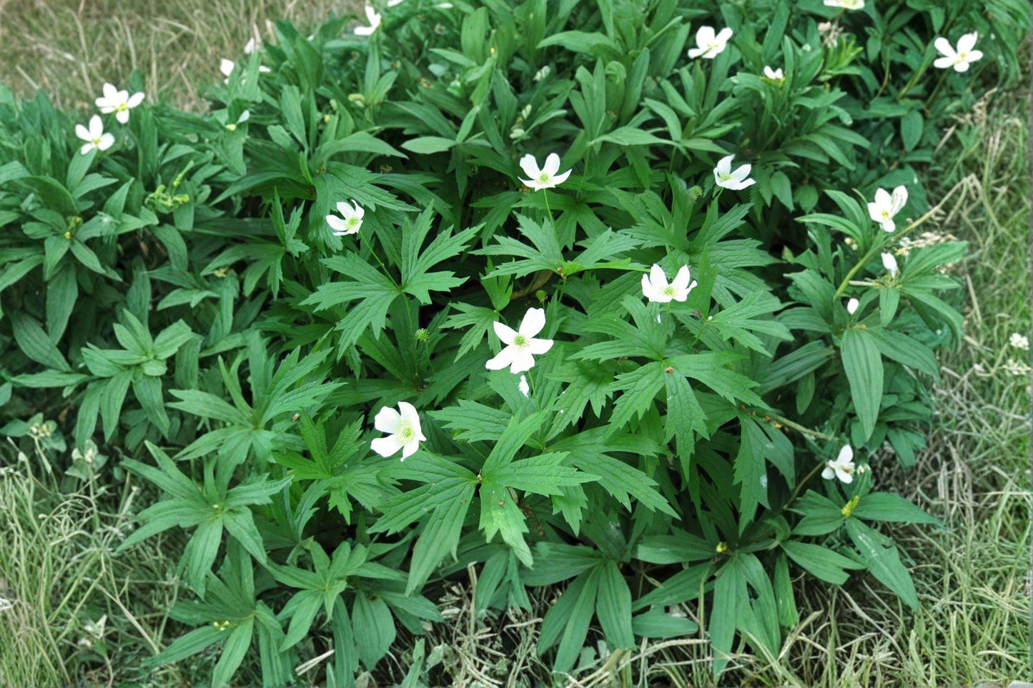 Canada Anemone Seeds - Native White Wildflower for Pollinator Gardens, Anemone canadensis, Groundcover, Perennial, Wildflower Seeds