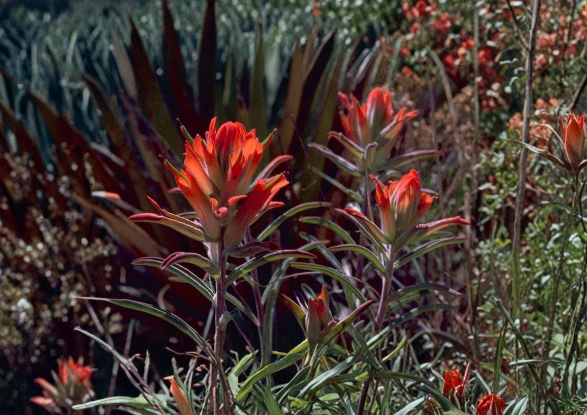 Wyoming Indian Paintbrush Seeds, Native Red Wildflower, Pollinator Garden, Castilleja linariifolia, 100 Seeds