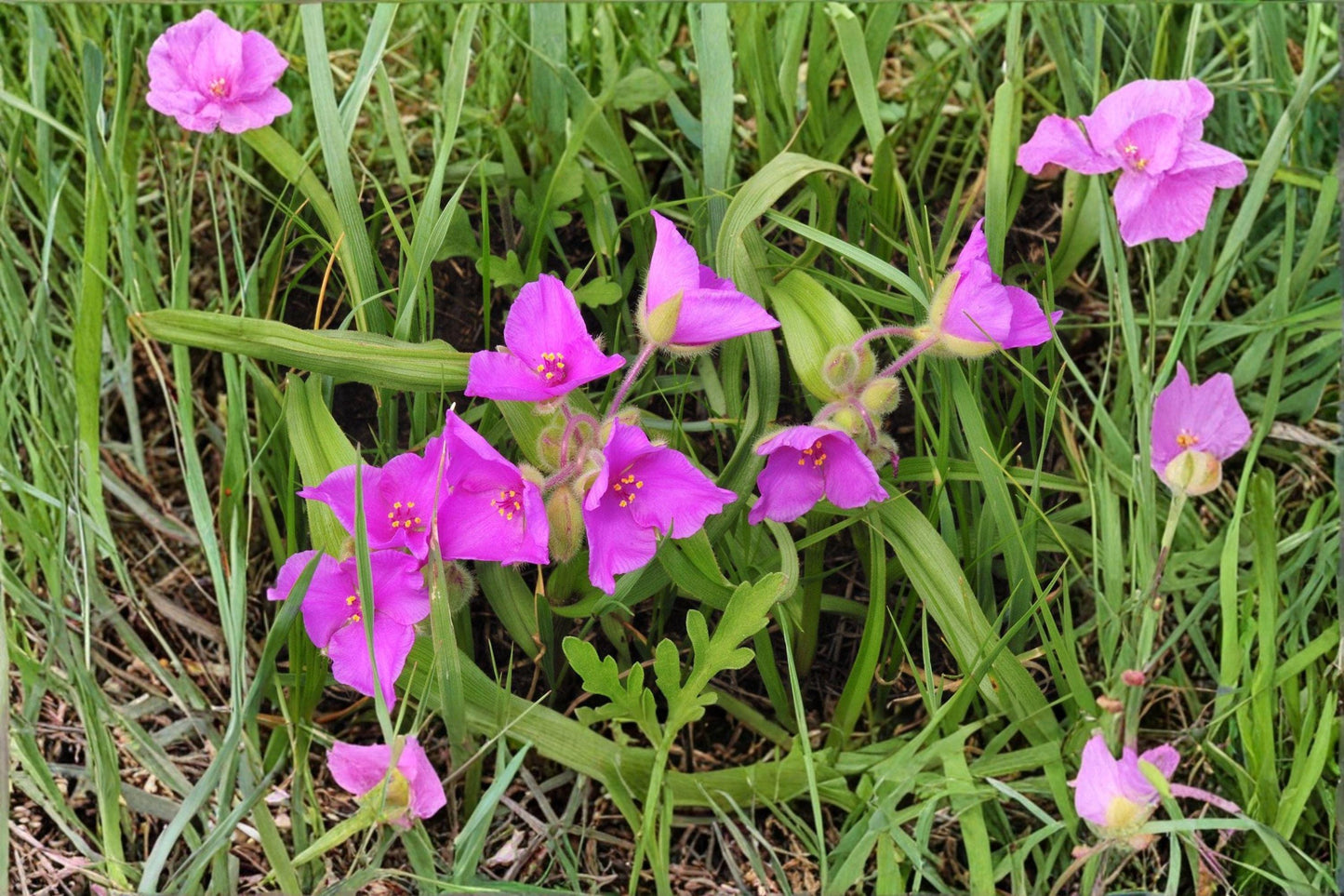 Prairie Spiderwort Seeds - Tradescantia bracteata Native Wildflower for Prairie Gardens, Meadow, Pollinator Habitat