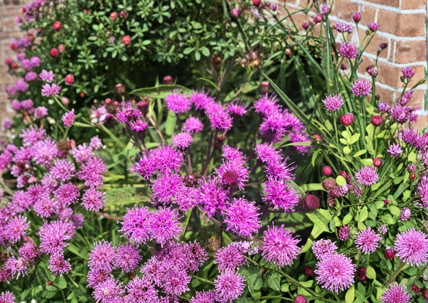 New York Ironweed Seeds – Native Purple Wildflower, 100 Seeds – Vernonia noveboracensis, Pollinator Attracting Perennial