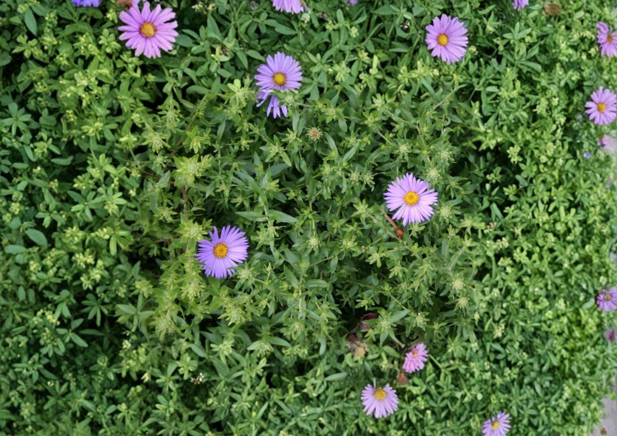 Aromatic Aster Seeds – Native Blue Purple Wildflower, Pollinator Attractant, Symphyotrichum oblongifolium, 100 Seeds
