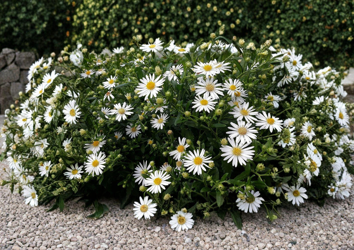 Heath Aster Seeds – Native White Wildflower, Pollinator Perennial, Aster pilosus, Symphyotrichum pilosus, 100 Seeds