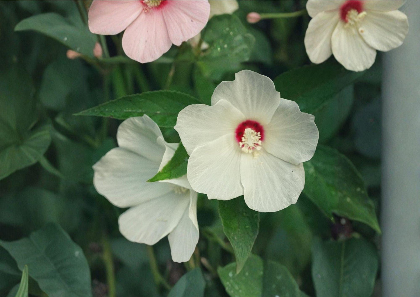 Swamp Rose Mallow Seeds - Crimson Eyed Hibiscus moscheutos Native Wetland Perennial - 30 Seeds
