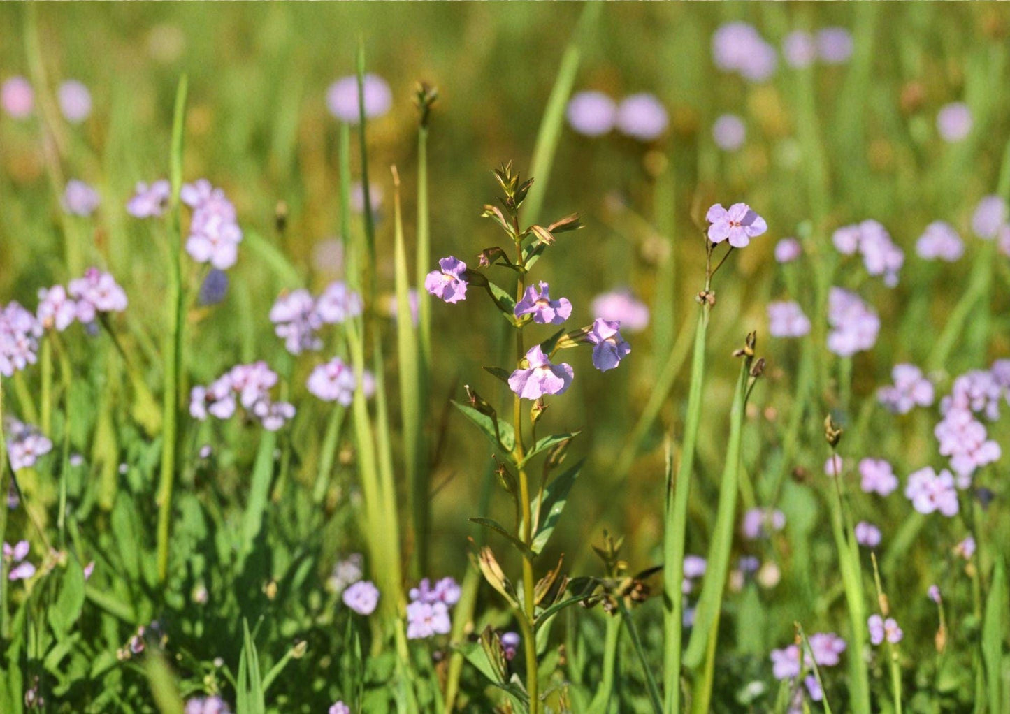 Monkey Flower Seeds - Purple Wetland Perennial, Rain Garden Plant, Mimulus ringens, Native Wildflower for Moist Soils & Pollinator Gardens