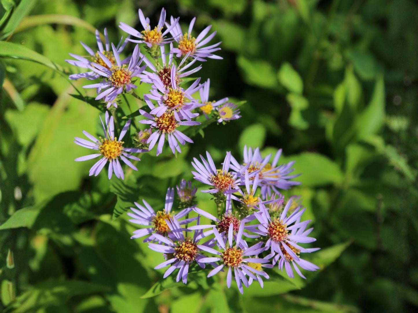 Swamp Aster Seeds – Native Purple Wildflower, Pollinator Plant, Symphyotrichum puniceum, Wetland & Rain Garden Native Perennial (100 Seeds)