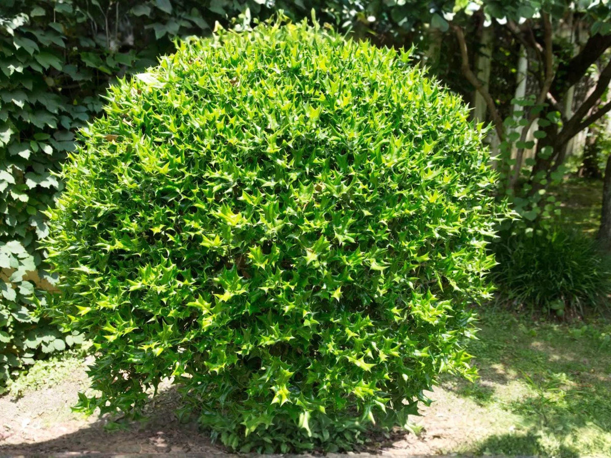 Chinese Holly Seeds – 10 Ilex Cornuta Evergreen Shrub Seeds for Hedging, Privacy, and Winter Interest