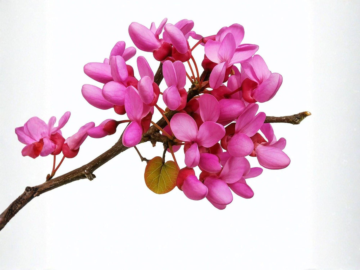 Chinese Redbud Seeds – 10 Cercis chinensis Flowering Tree Seeds for Ornamental Gardens and Landscaping