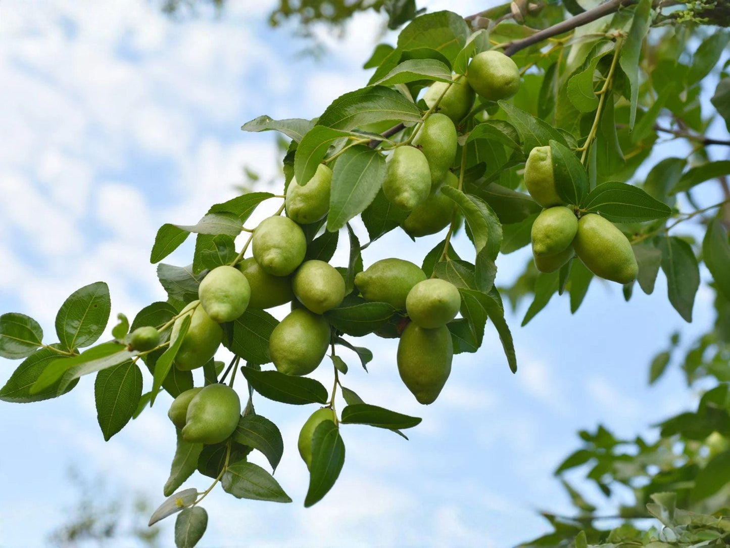 Jojoba Seeds 10 Simmondsia Chinensis Desert Shrub for Drought-Tolerant Gardens, Xeriscaping, Native Plant Collections