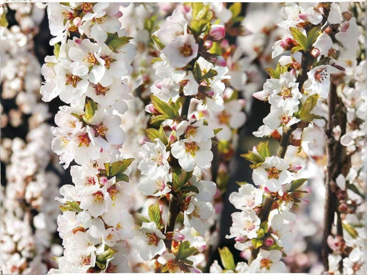Nanking Cherry Seeds – 10 Prunus tomentosa Fruit Shrub Seeds for Edible Landscaping, Cold Hardy, Flowering Hedge, Wildlife Garden