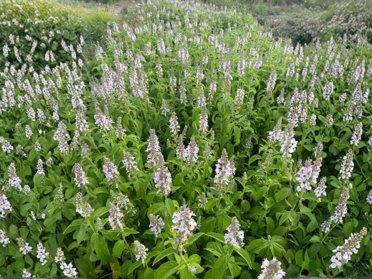 American Germander Seeds – Teucrium Canadense Native Perennial for Pollinator Gardens, Lavender Pink Blooms