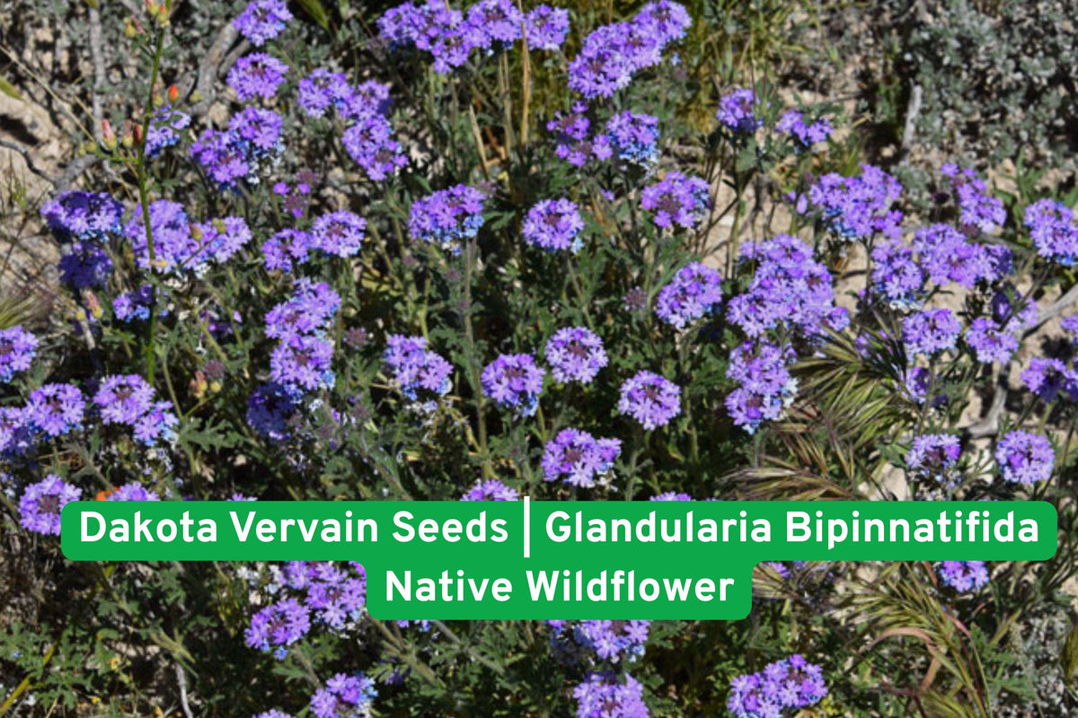 Dakota Vervain Seeds, Glandularia bipinnatifida, Native Wildflower for Prairie Gardens, Drought-Tolerant, Pollinator-Friendly