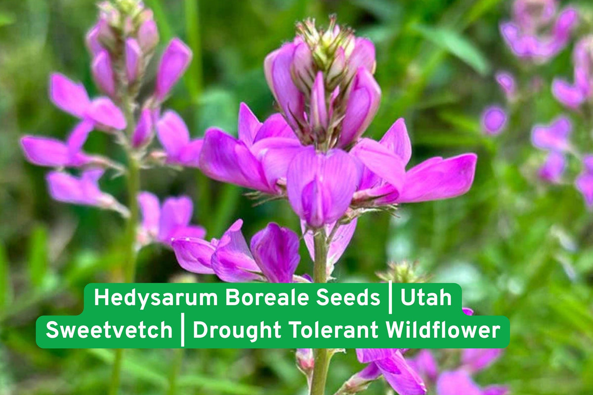 Hedysarum Boreale Seeds | Utah Sweetvetch Wildflower | Drought Tolerant Perennial Legume for Prairie Gardens and Meadows