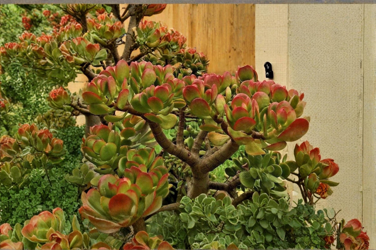 Jade Plant Cuttings 3-5" Unrooted Succulent Crassula ovata Indoor Houseplant Propagation